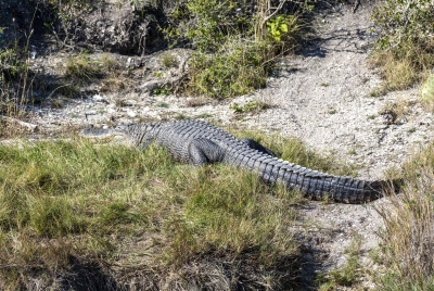 Alligators Aransas NP 2023